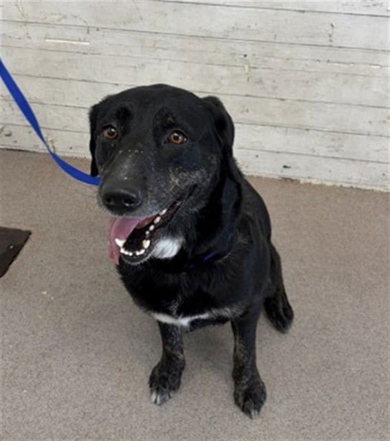 AVERY - Labrador Retriever available for adoption