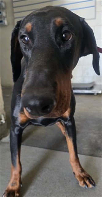 REMY - Doberman Pinscher available for adoption