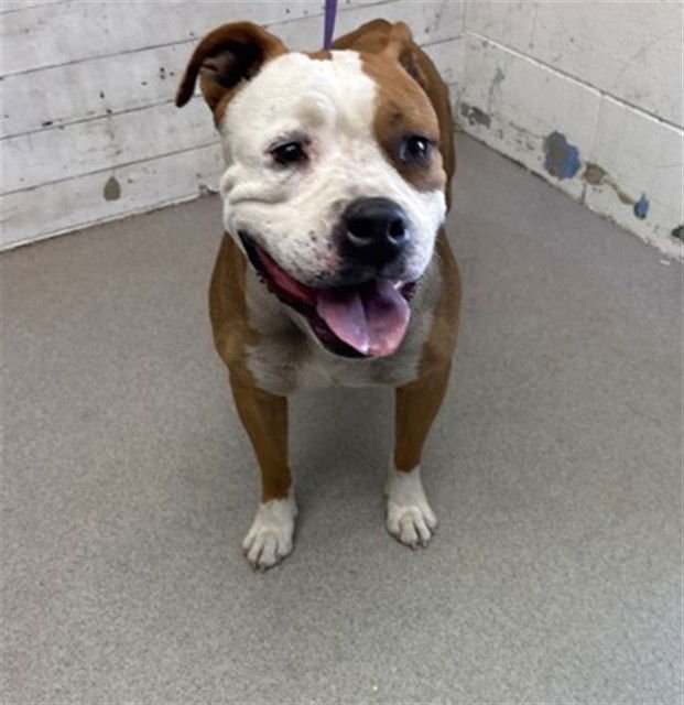 BONNIE - Boxer / Pit Bull Terrier available for adoption