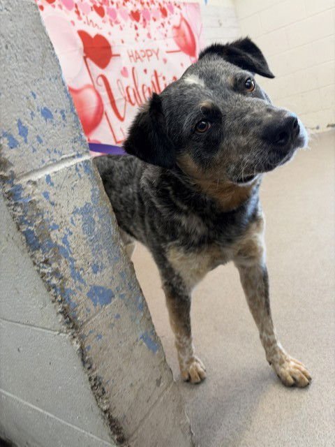 WALDO - Australian Cattle Dog/Blue Heeler available for adoption