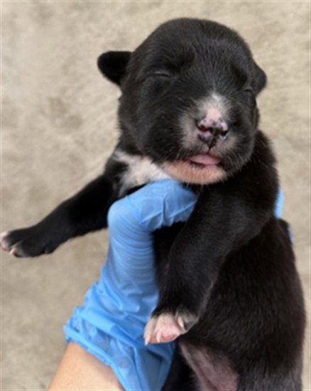 NIBBLES - Labrador Retriever available for adoption