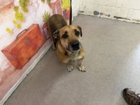MAXIMUS - Photo 1