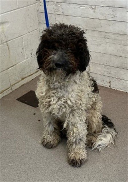 NED - Poodle (Standard) available for adoption