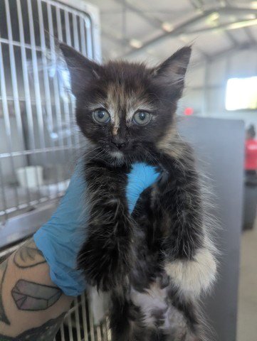 JENNIE - Domestic Short Hair available for adoption