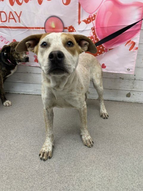 SUNFLOWER - Pit Bull Terrier available for adoption