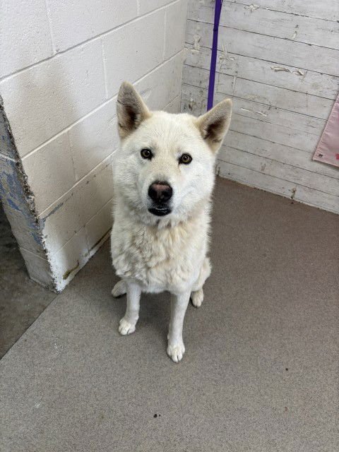 RON POSSIBLE - Siberian Husky available for adoption