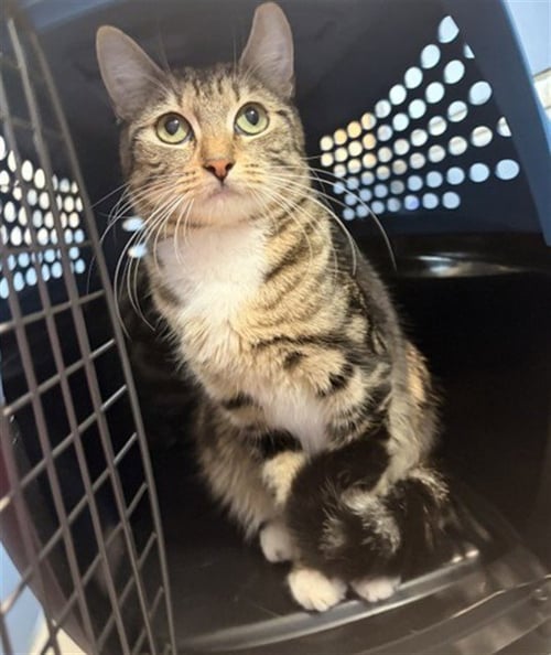 CHARLOTTE - Domestic Short Hair available for adoption