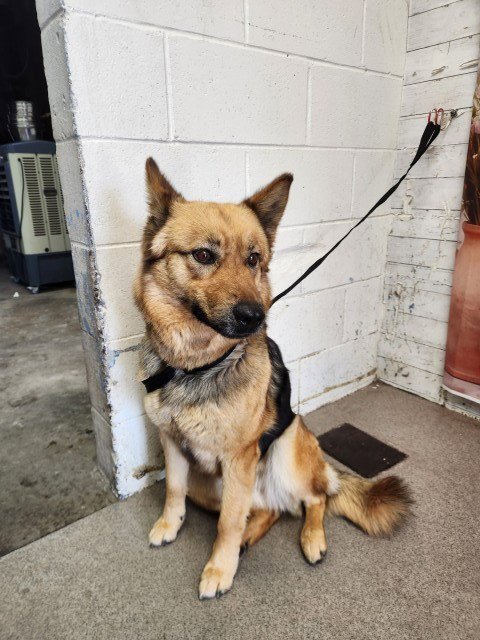 LACEY - German Shepherd Dog available for adoption