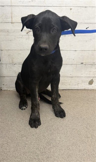 BANKS - Labrador Retriever available for adoption