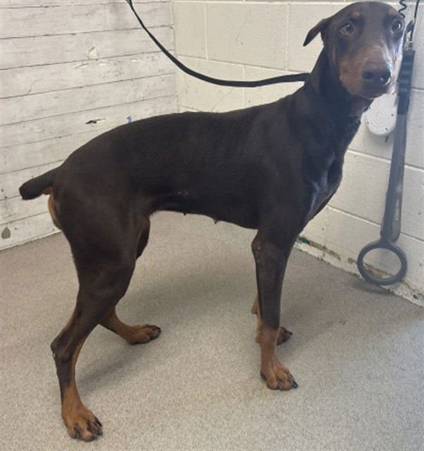 CHLOE - Doberman Pinscher available for adoption