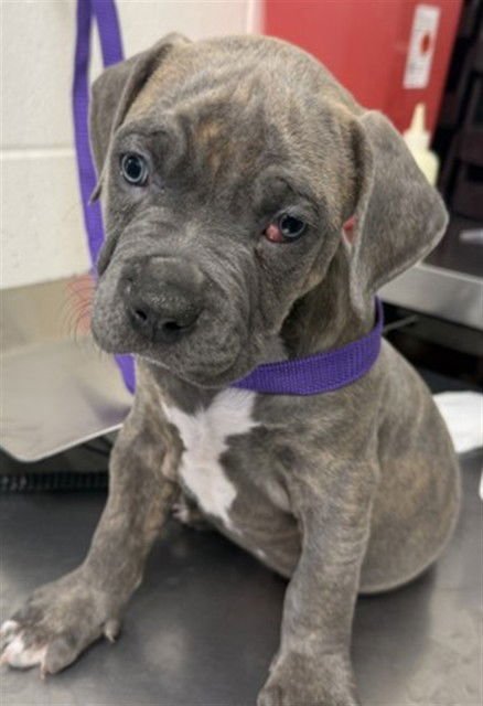 BLUE - Cane Corso Mastiff available for adoption