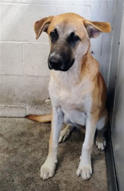 LUCAS - German Shepherd Dog available for adoption