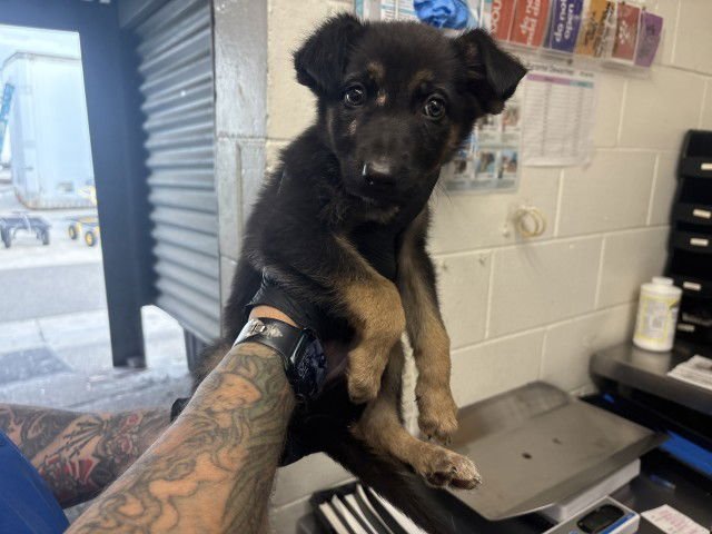 SABRINA - German Shepherd Dog available for adoption