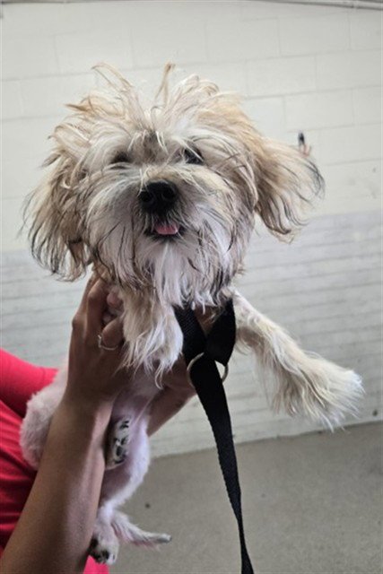 EINSTEIN - Silky Terrier available for adoption