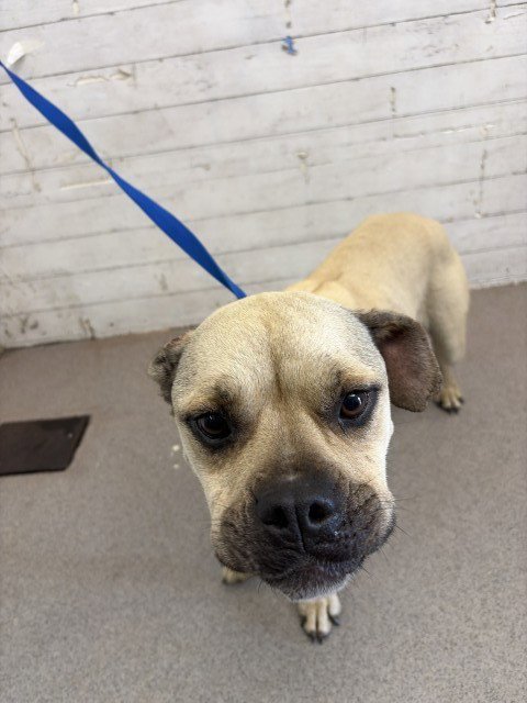 DUCHESS - Boxer available for adoption