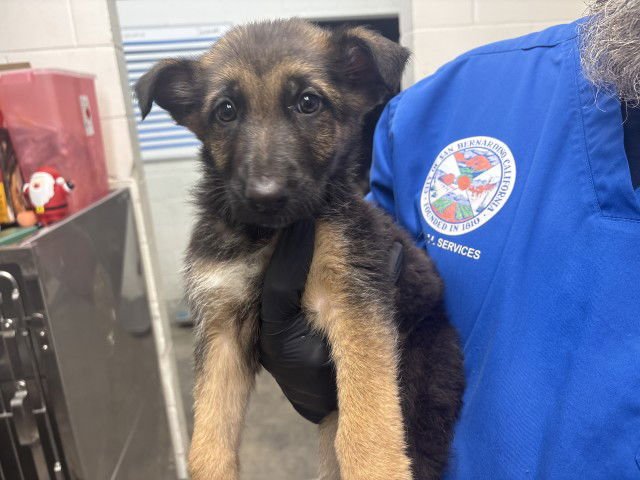 ALIYAH - German Shepherd Dog available for adoption