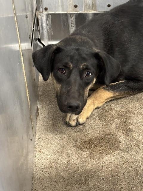 ELLE - German Shepherd Dog available for adoption