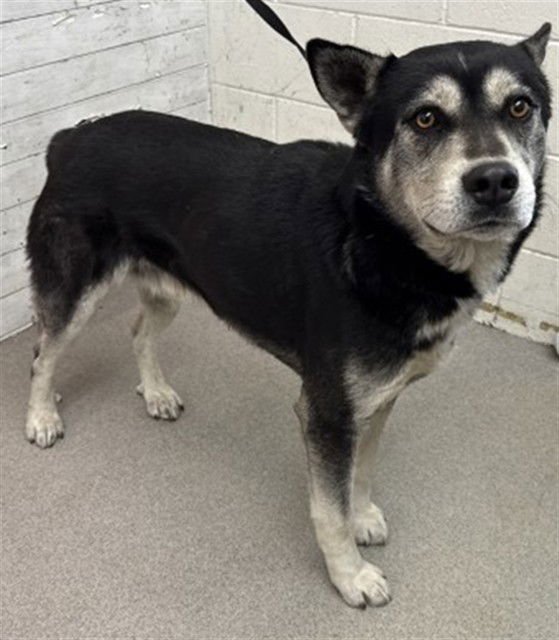 CHURRO - Siberian Husky / German Shepherd Dog available for adoption