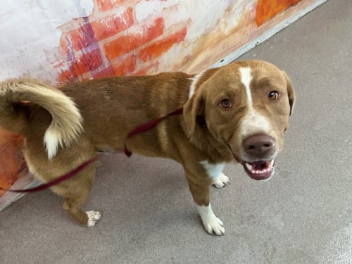 JACK JACK - German Shepherd Dog available for adoption