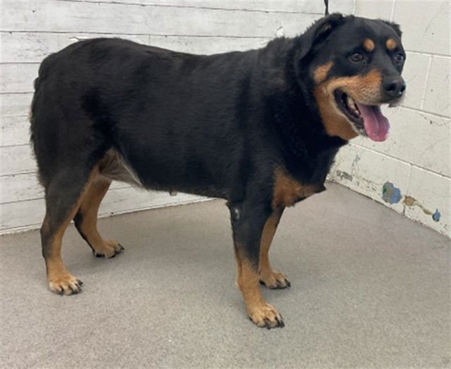 OSA - Rottweiler available for adoption