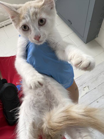 MACKENZIE - Domestic Short Hair available for adoption