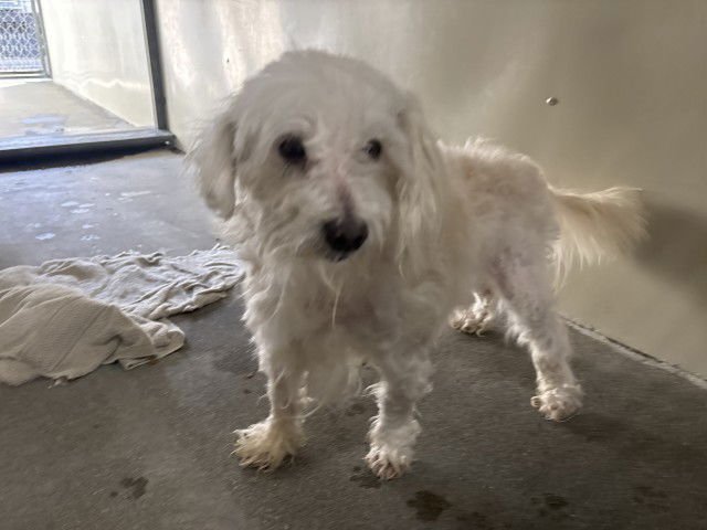 SNOWBALL - Maltese available for adoption