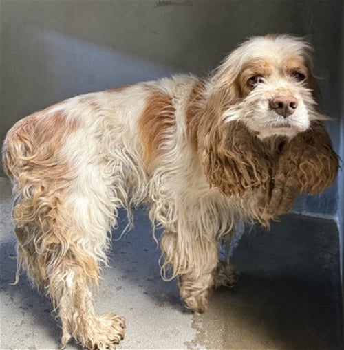 FRANK - Cocker Spaniel available for adoption