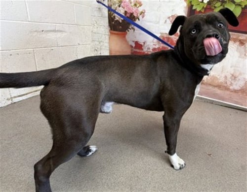 BLUE - Pit Bull Terrier available for adoption