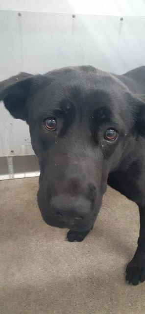 FEFE - German Shepherd Dog available for adoption