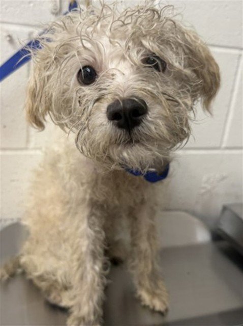 SCOOTER - Poodle (Miniature) available for adoption