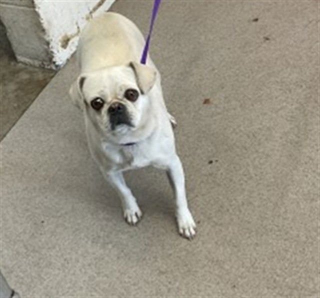 BETTY WHITE - Pug / Chihuahua available for adoption