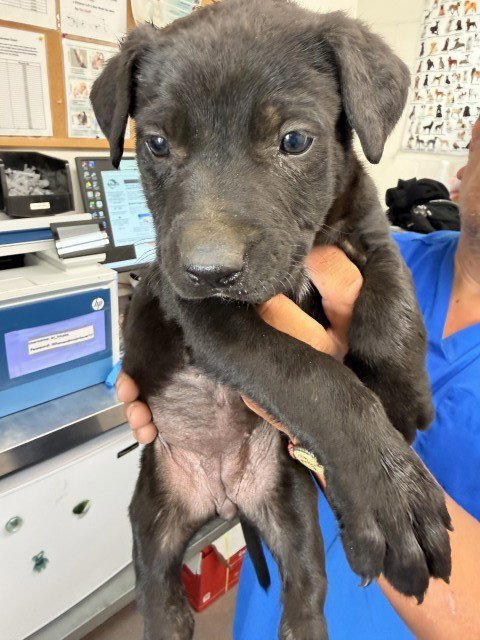 CHLOE - Pit Bull Terrier available for adoption