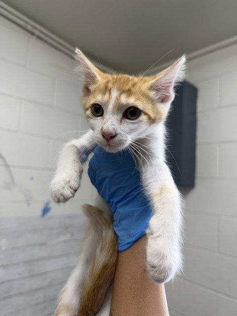CALYPSO - Domestic Short Hair available for adoption