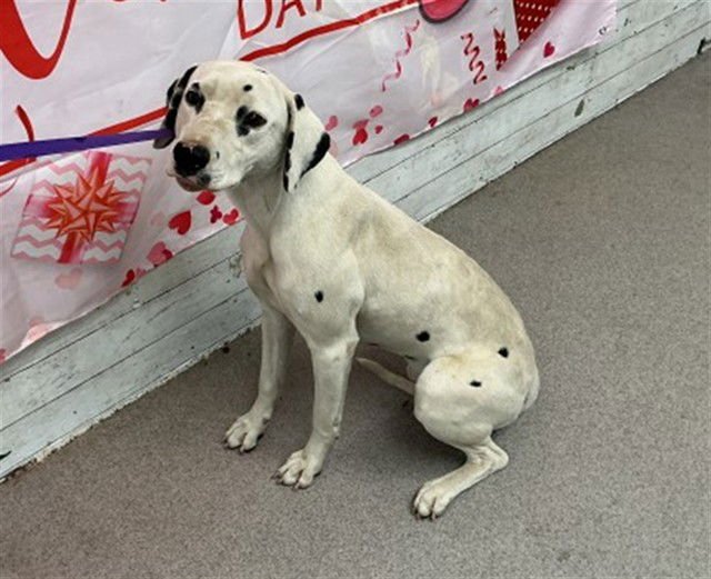 ECLIPSE - Dalmatian available for adoption