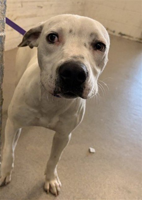 ASTER - Pit Bull Terrier available for adoption