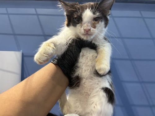 AIR POTATO - Domestic Medium Hair available for adoption