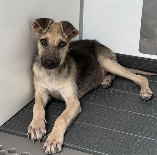 GINNY - German Shepherd Dog available for adoption