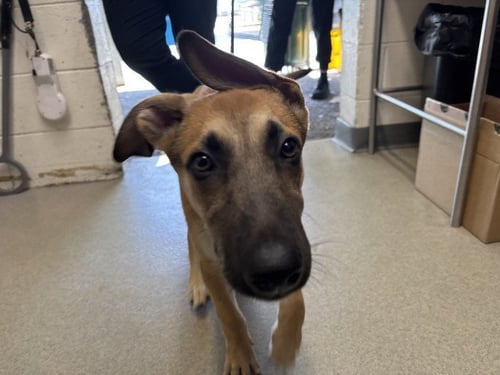 PHOENIX - Belgian Shepherd Malinois available for adoption