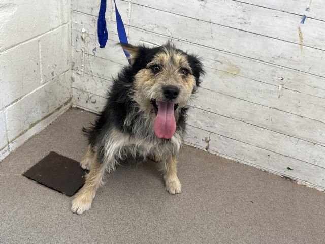 RUFUS - Terrier available for adoption