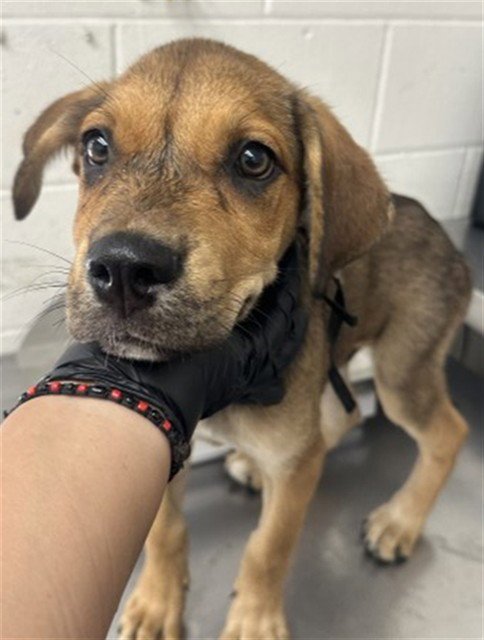 MASON JAMES - German Shepherd Dog available for adoption