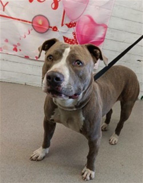 ABBY - Pit Bull Terrier available for adoption