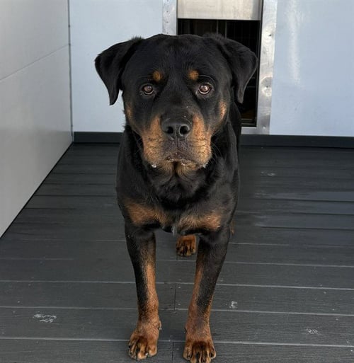 BUMPER - Rottweiler available for adoption