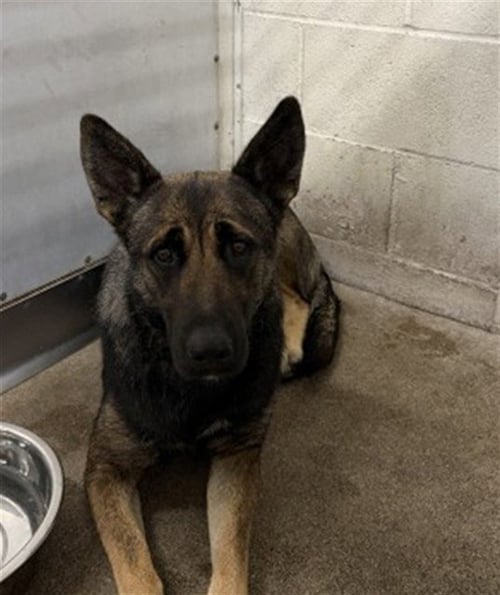 ROBIN - Dutch Shepherd available for adoption