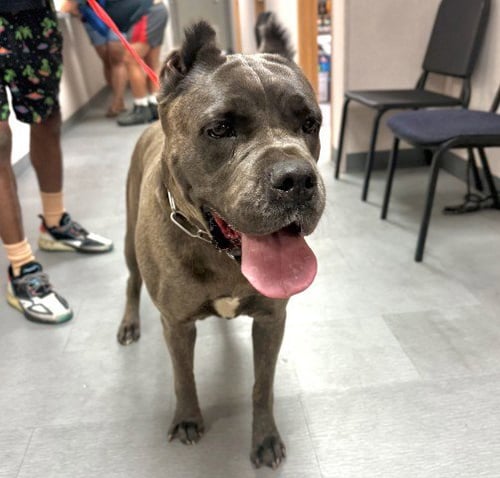 PETUNIA - Cane Corso Mastiff available for adoption
