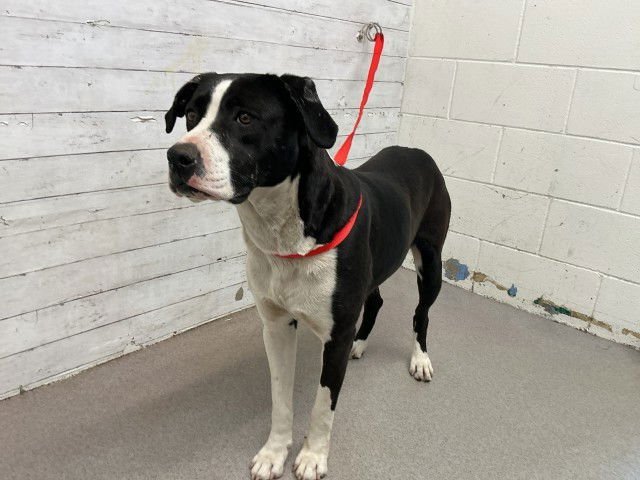 CHER - Pit Bull Terrier available for adoption