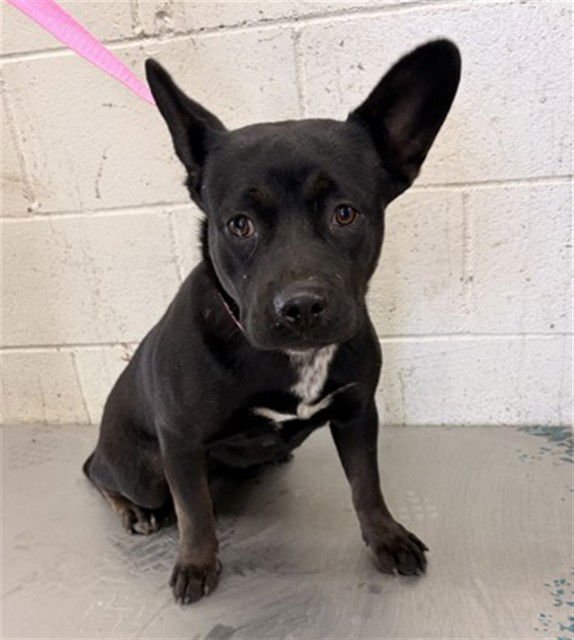 WINNIE - French Bulldog available for adoption