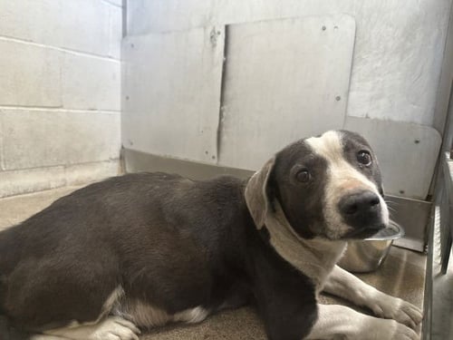 SAMMY - Pit Bull Terrier available for adoption