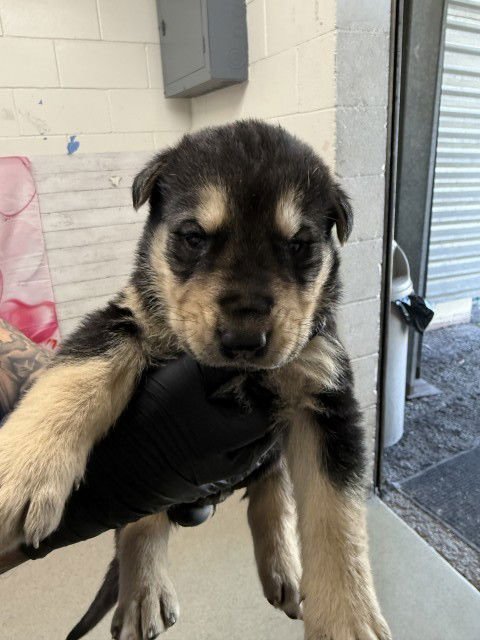 A589966 - Dutch Shepherd available for adoption