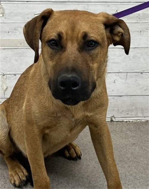 WOOKIE - Labrador Retriever available for adoption