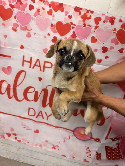 SPRINKLES - Chihuahua / Pug available for adoption